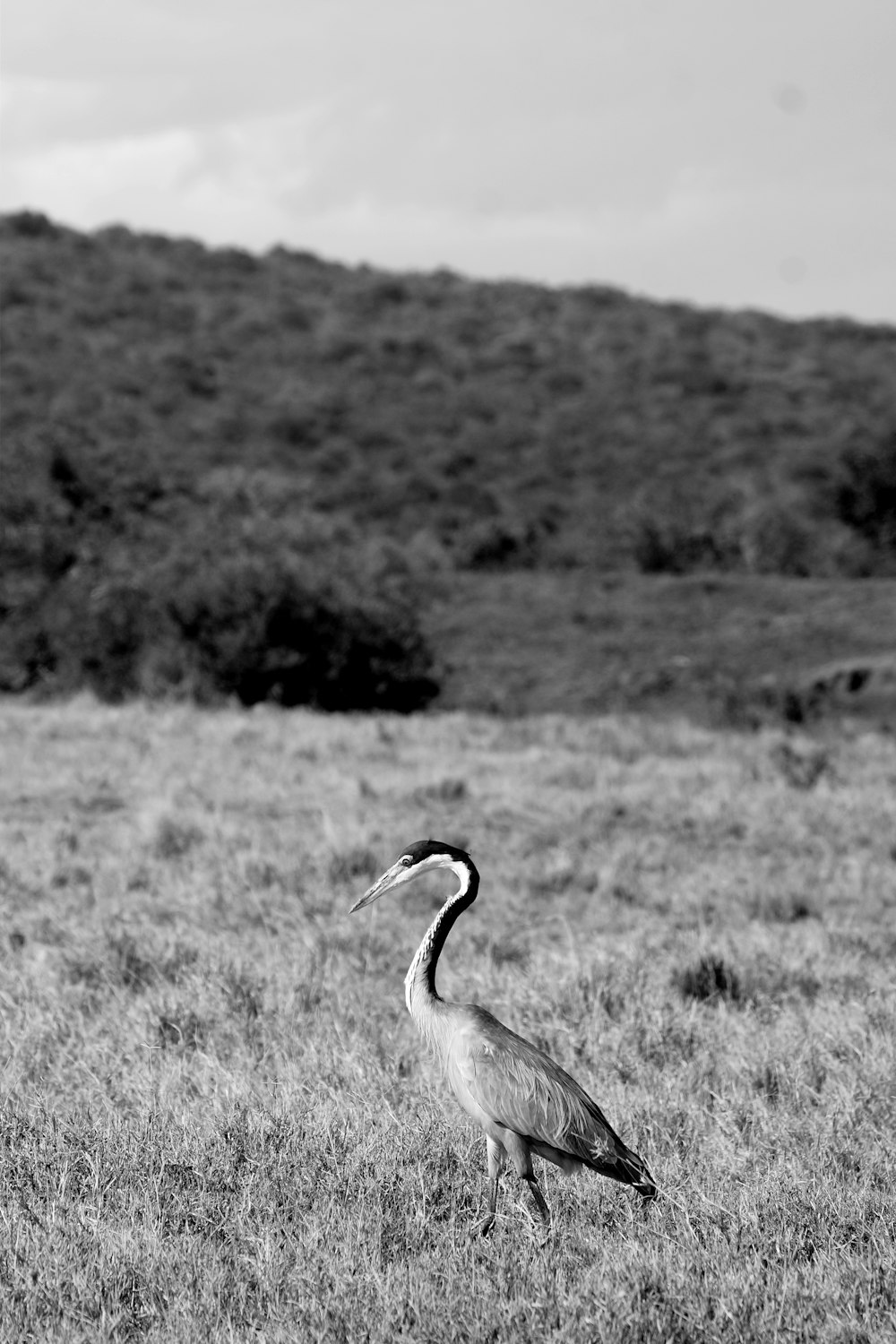 gray long legged bird on grass field
