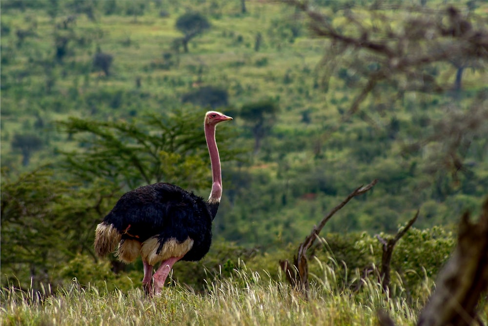 black and white ostrich on green grass field during daytime