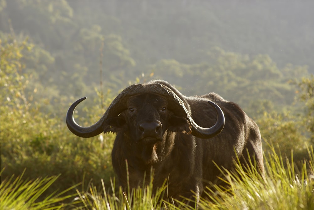 Bufalo d'acqua nera sul campo di erba verde durante il giorno