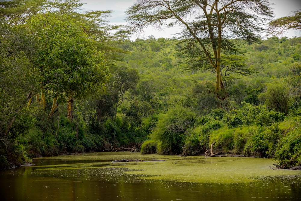 green trees beside river during daytime