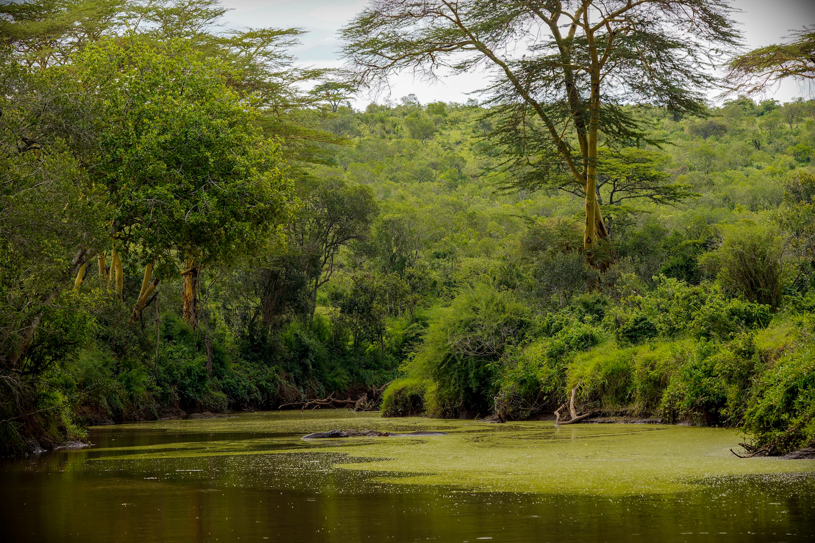 Green trees along a river bank