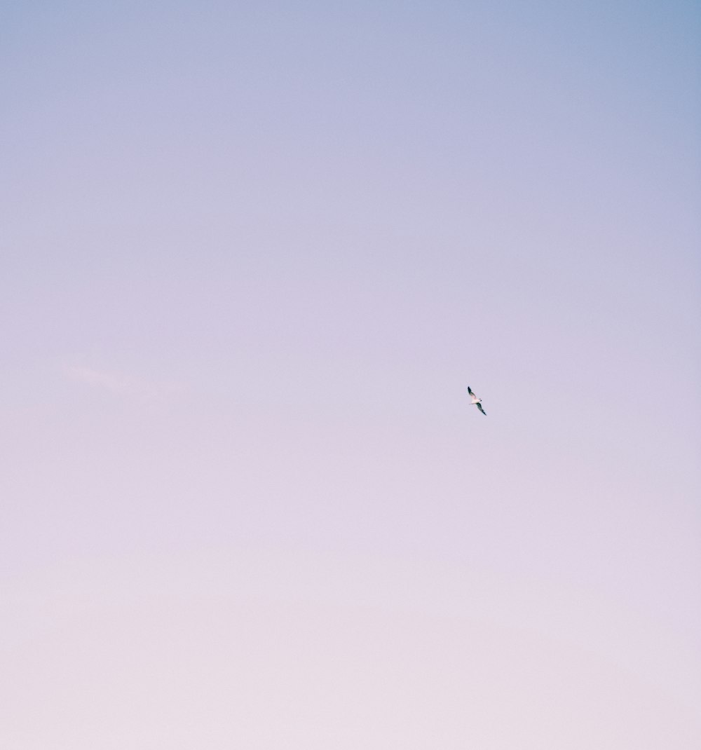 bird flying under blue sky during daytime