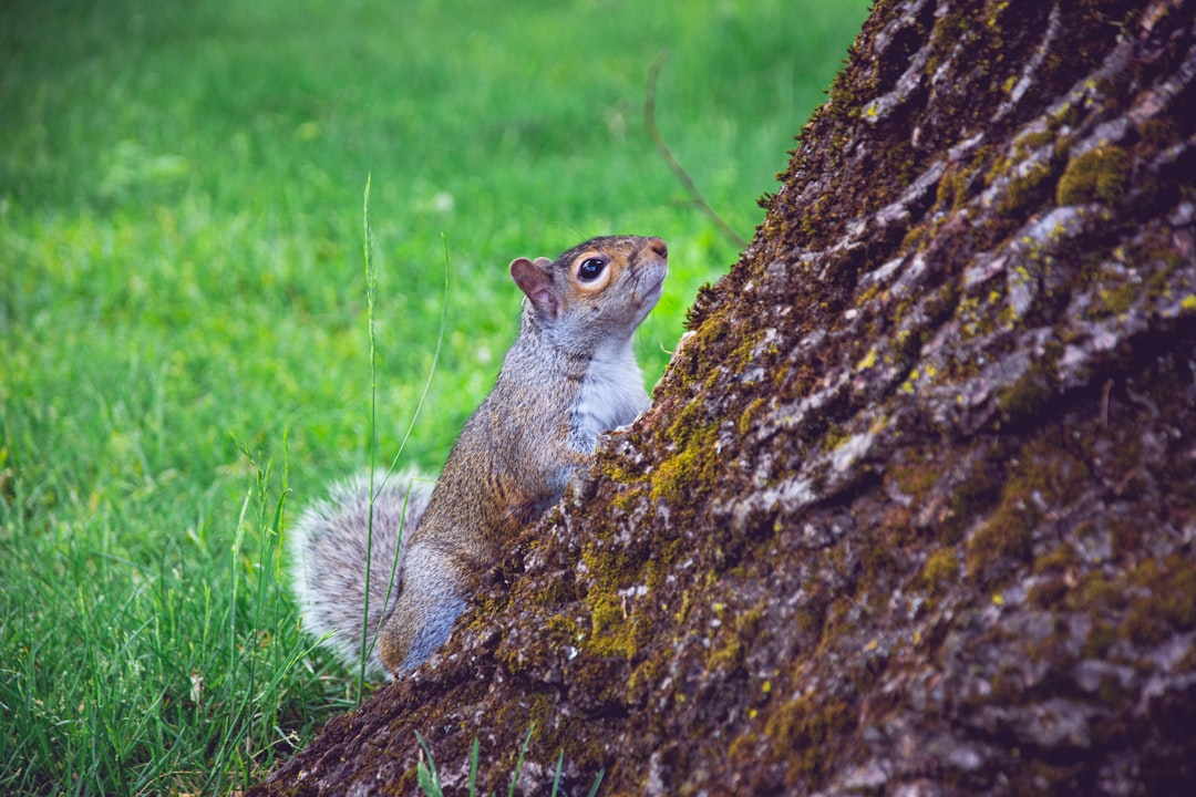 gray squirrel on brown tree trunk during daytime