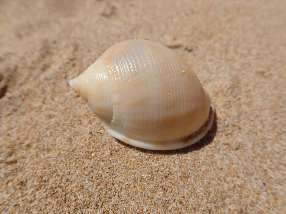 brown and white seashell on brown sand