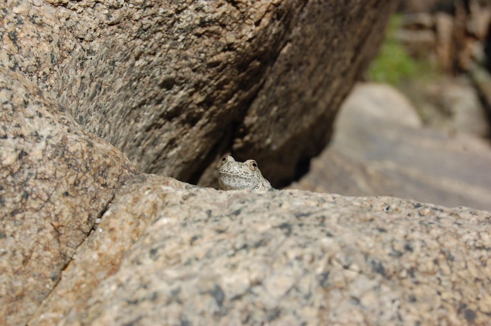 brown and gray rock formation