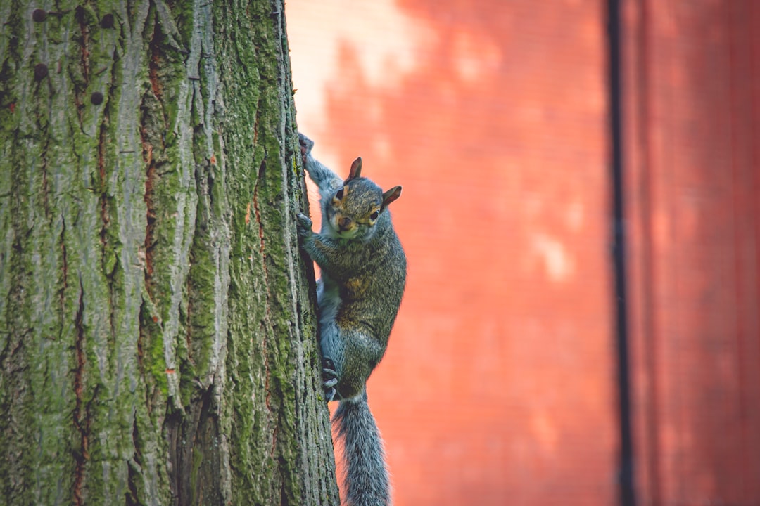 brown squirrel on brown tree trunk