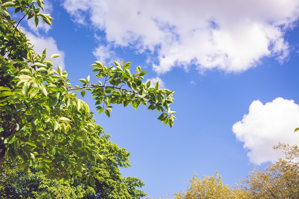 green tree under blue sky during daytime