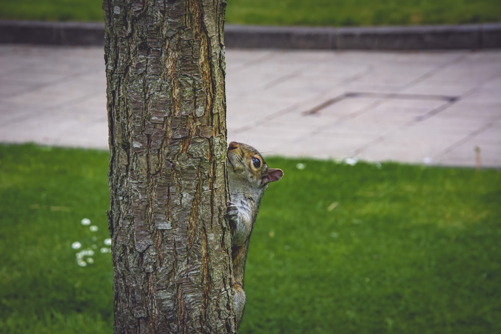 brown squirrel on brown tree trunk during daytime