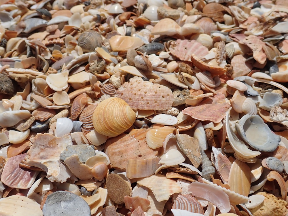 brown and white seashells on gray and black stones