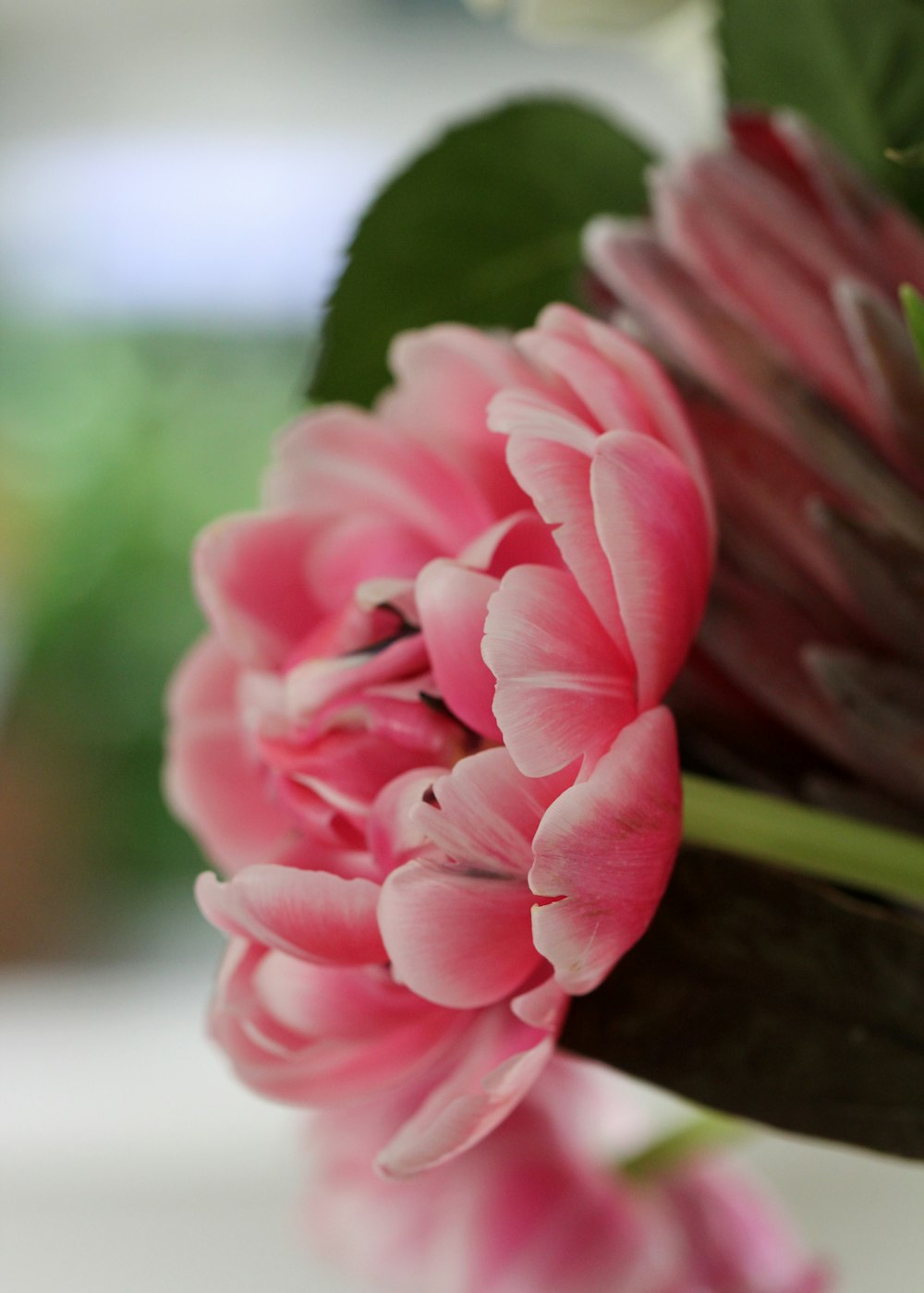 pink flower in tilt shift lens