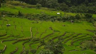 Lush green terraced fields stretch across a hilly landscape with small huts scattered throughout. Dense forest surrounds the area, adding to the natural beauty and tranquility of the scene.