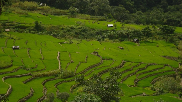 Lush green terraced fields stretch across a hilly landscape with small huts scattered throughout. Dense forest surrounds the area, adding to the natural beauty and tranquility of the scene.