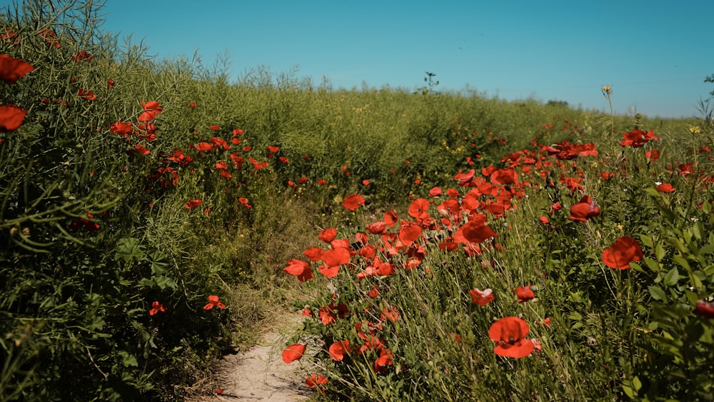 red flowers on green grass field during daytime