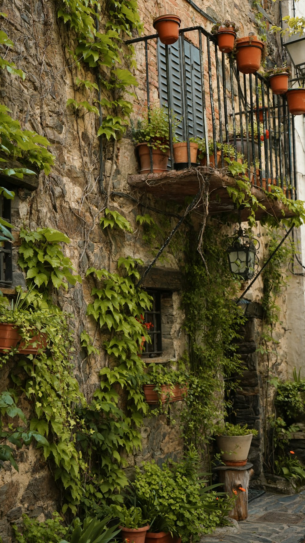 green plants on brown clay pots