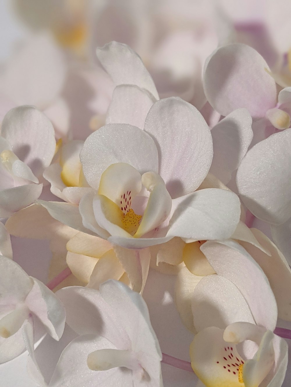 white moth orchid in bloom during daytime