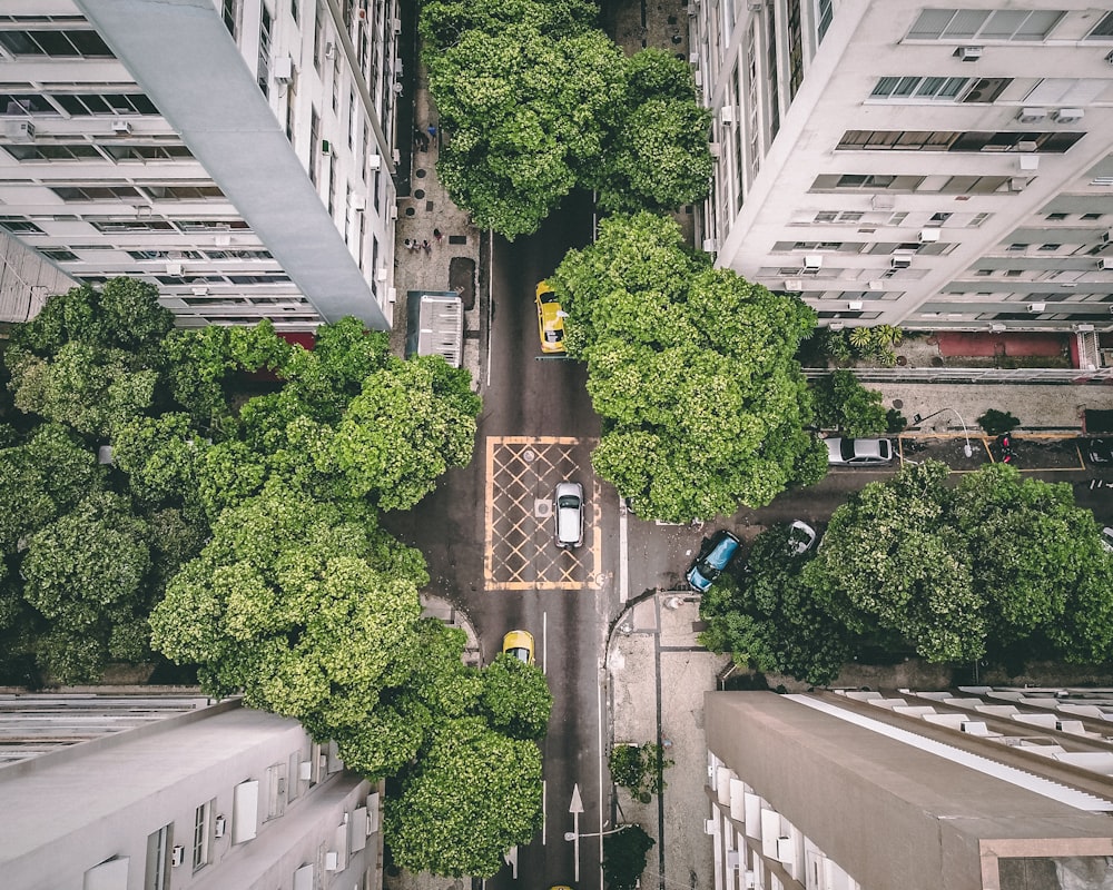 green trees on the street
