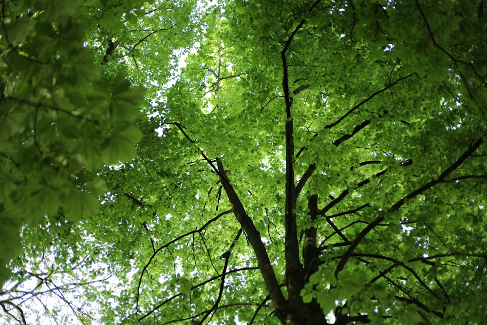 昼間の緑の葉の木