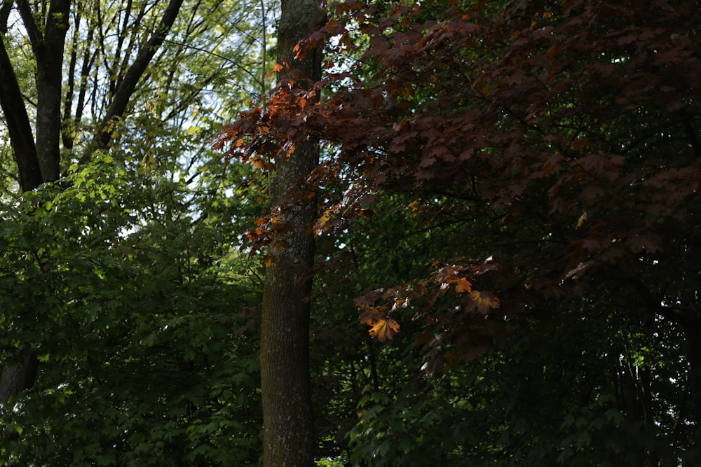 green and brown tree during daytime