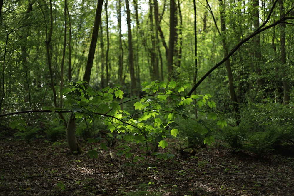 green leaf trees during daytime