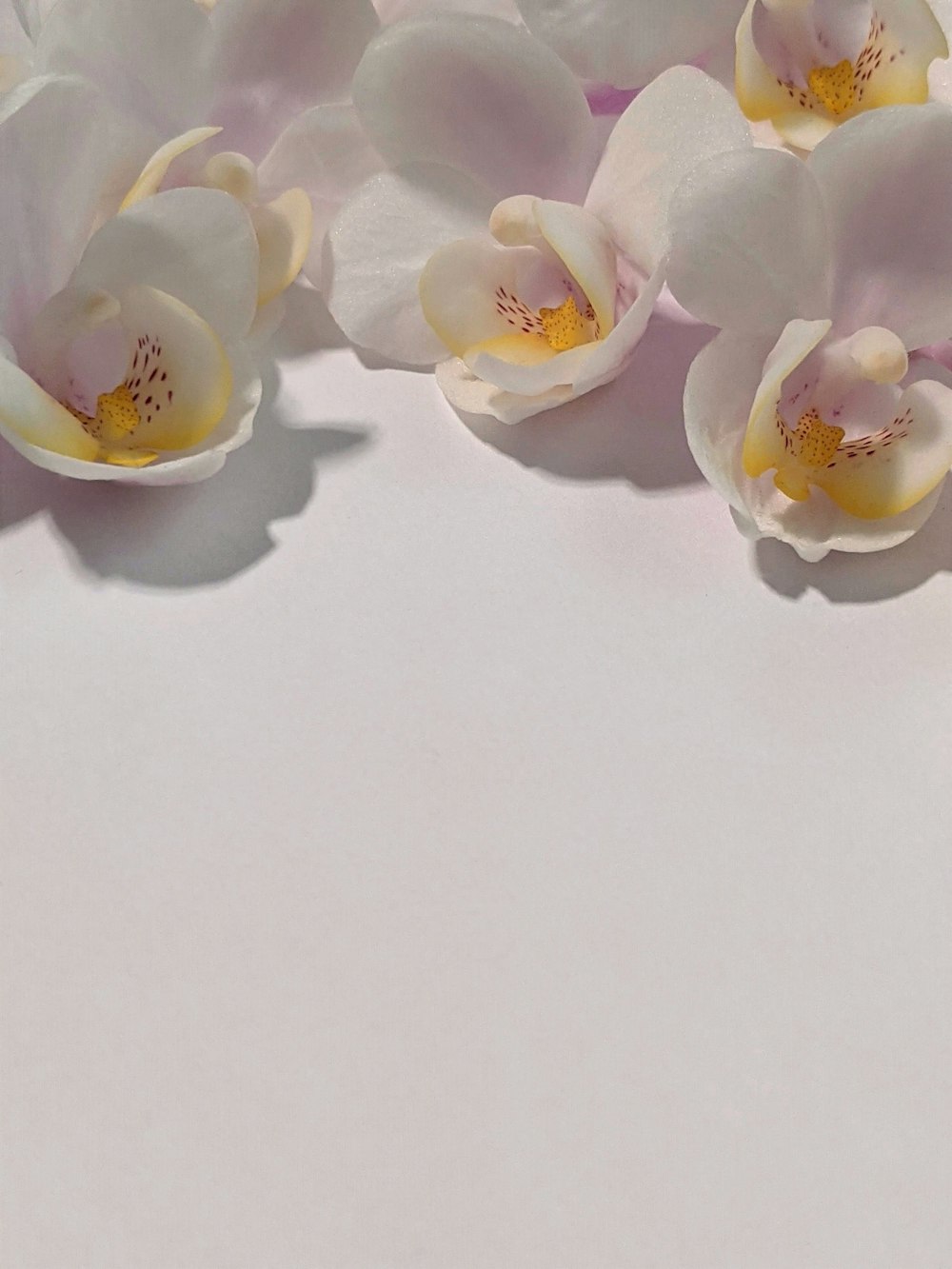 white roses on white surface