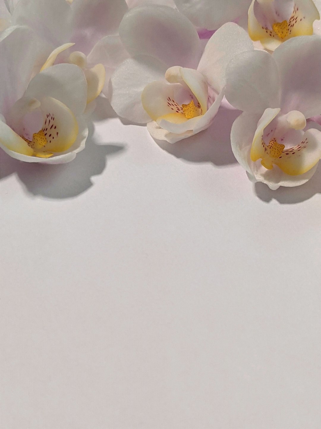 white roses on white surface