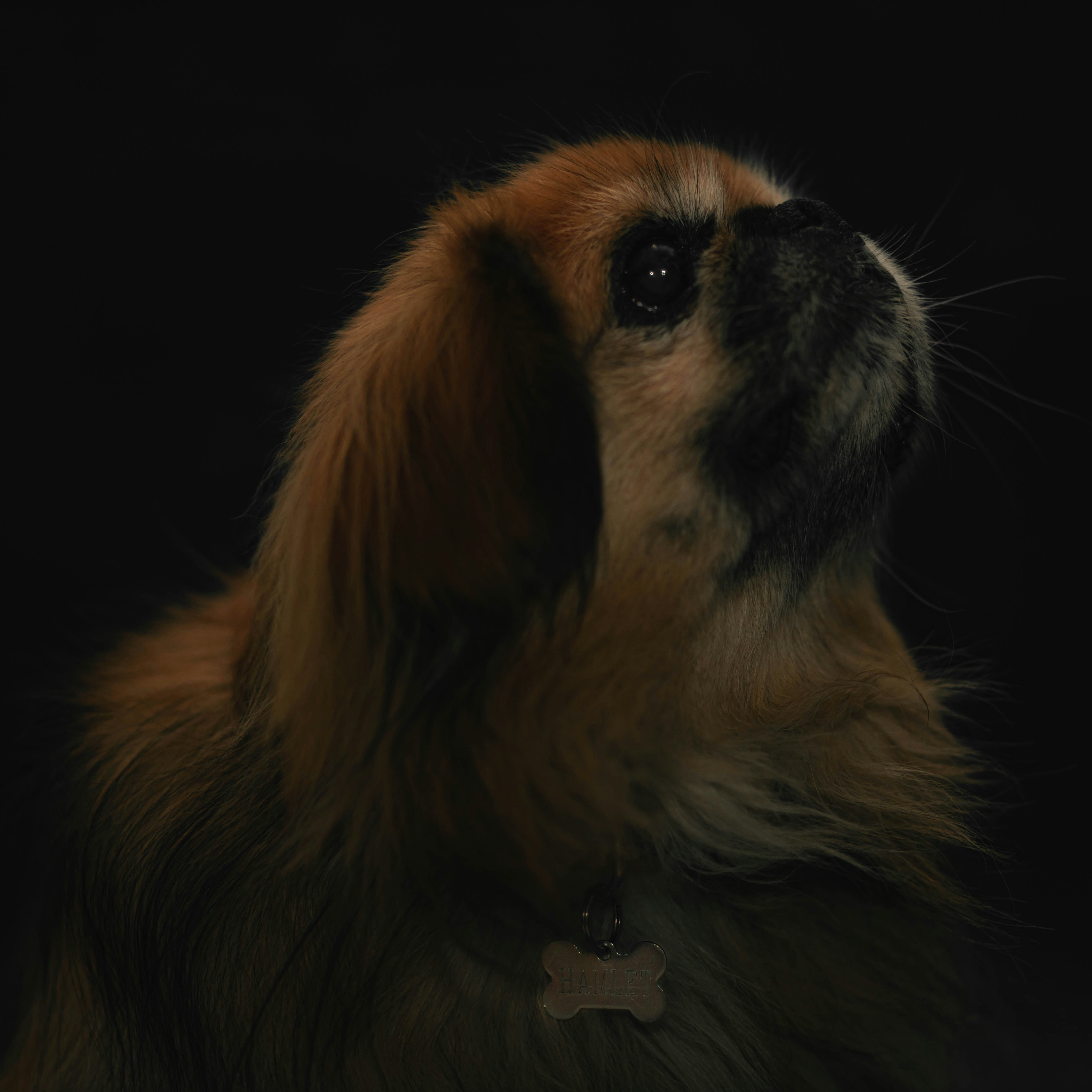 Hamlet, the pekinese