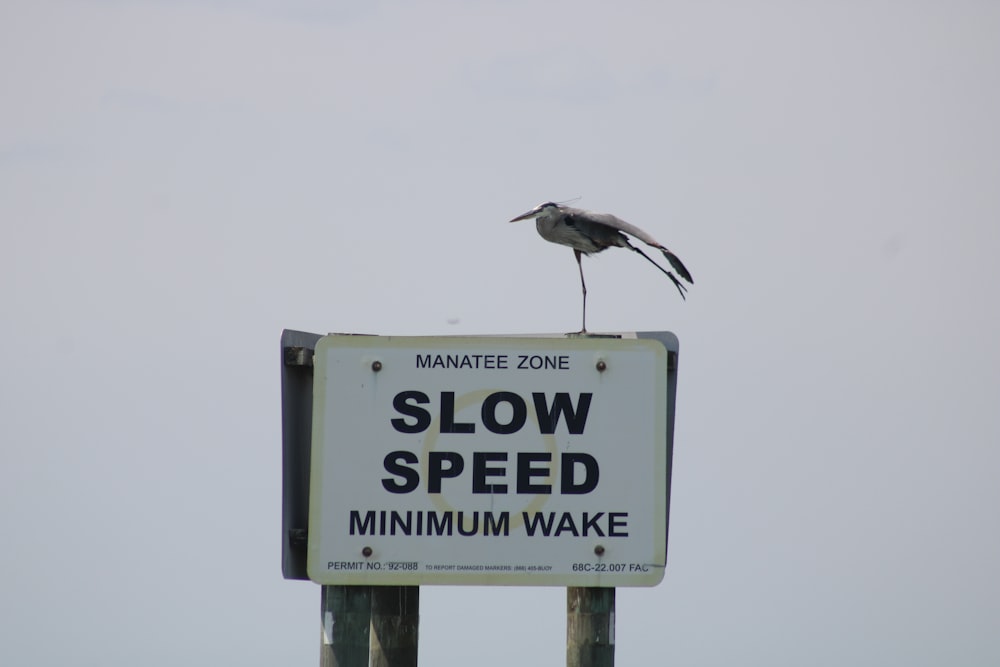 white and black bird on white and black no smoking sign