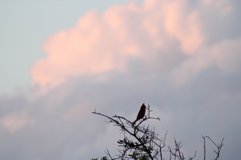 red bird perched on tree branch during daytime