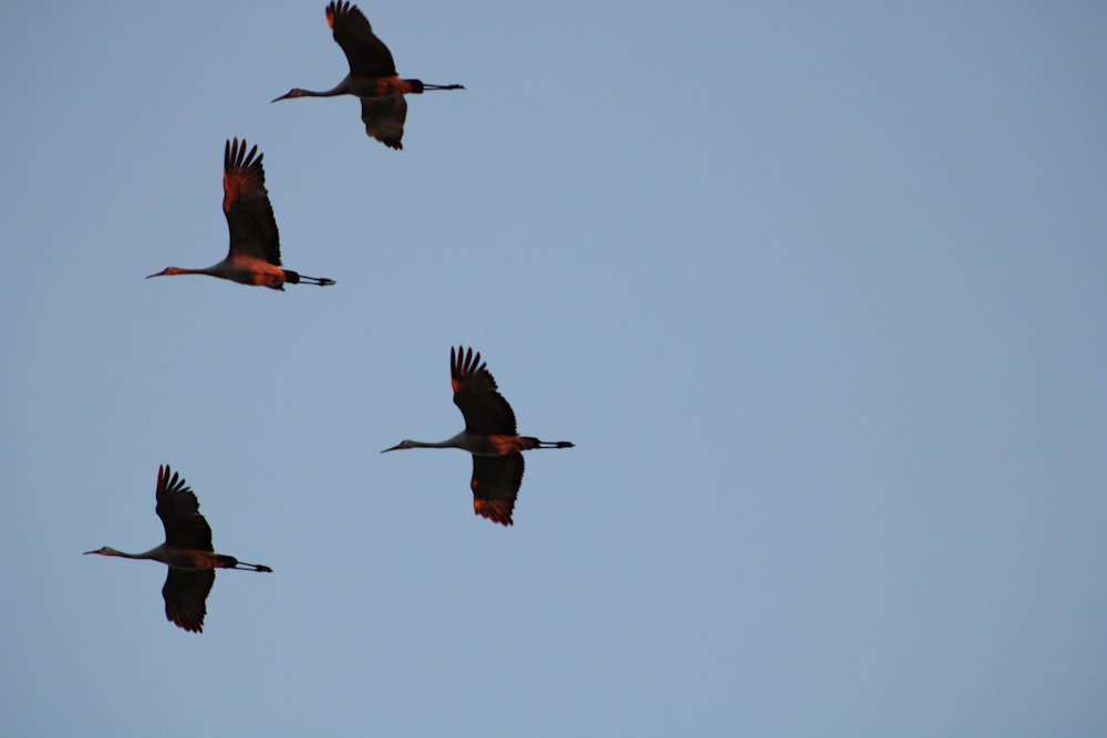 five birds flying during daytime