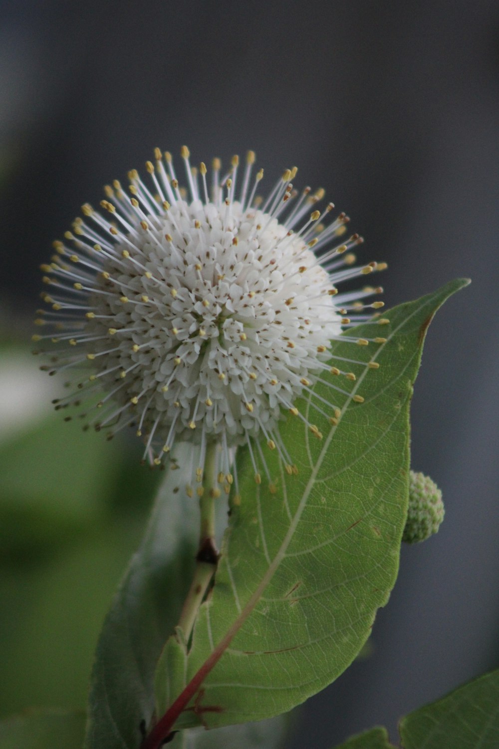 white dandelion in close up photography