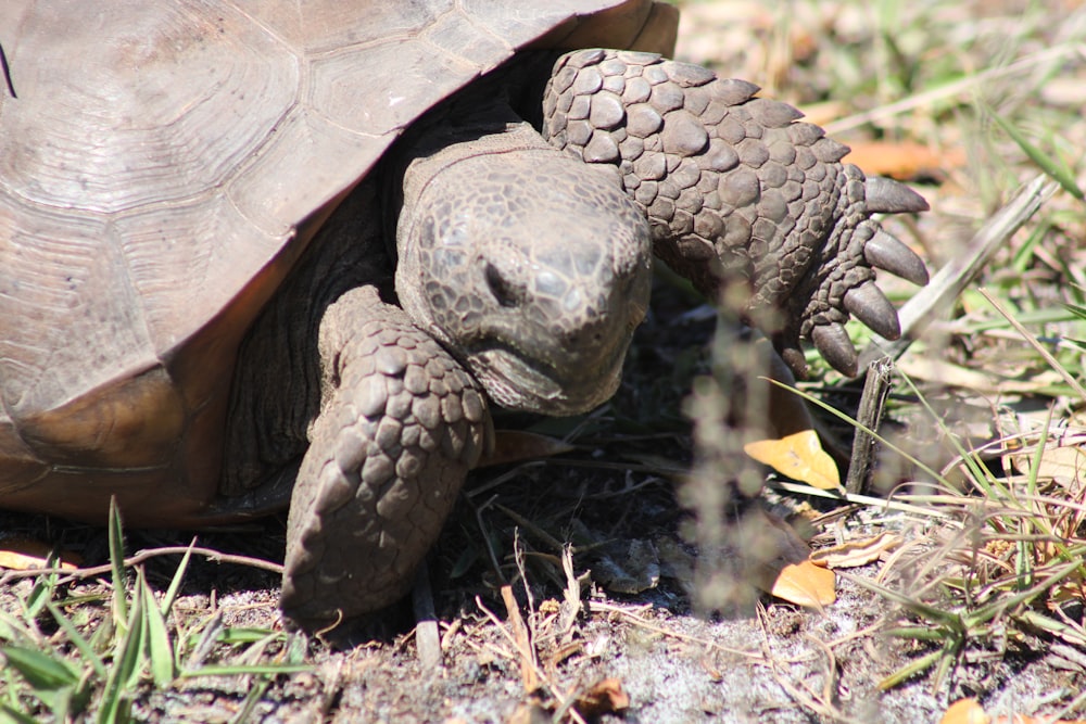 brown turtle on brown dried leaves