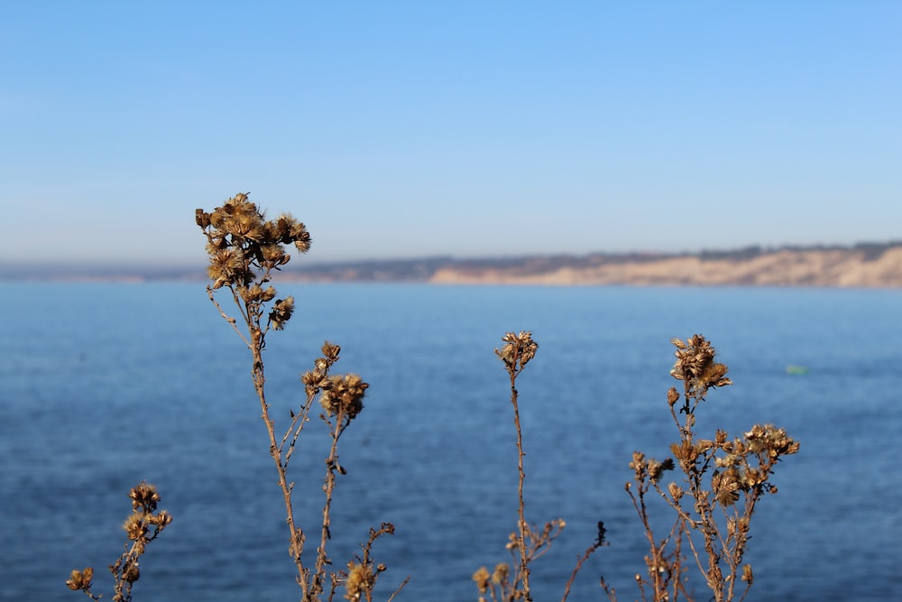 brown plant on blue sea under blue sky during daytime