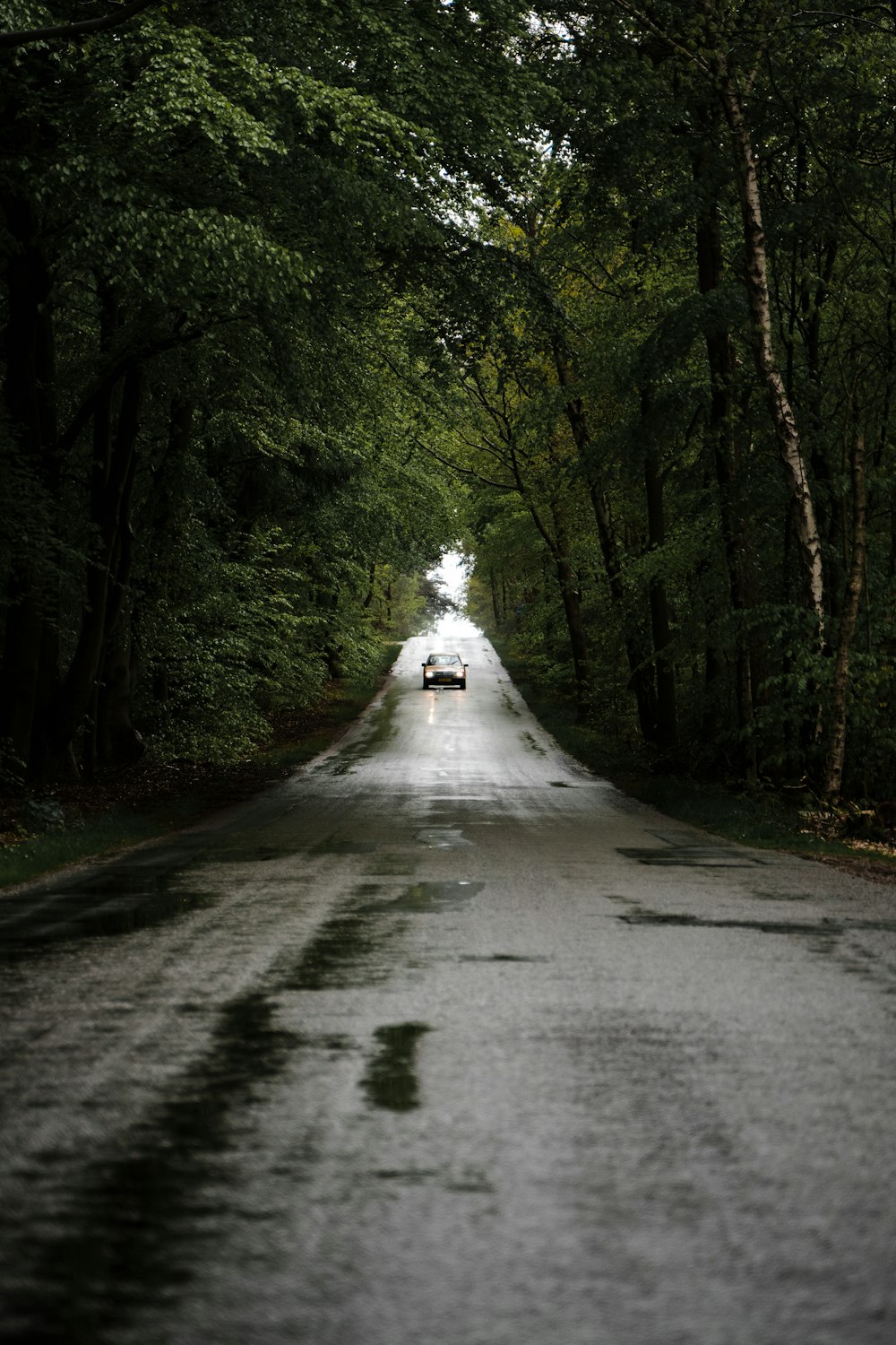 gray concrete road between green trees during daytime