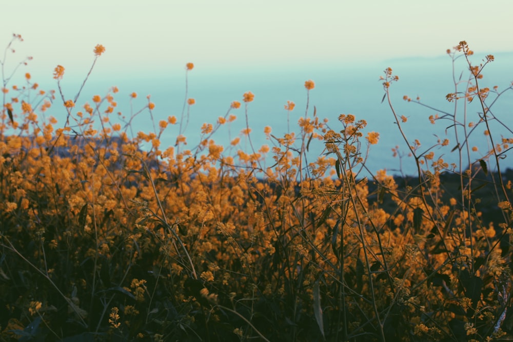 brown and green grass field during sunset