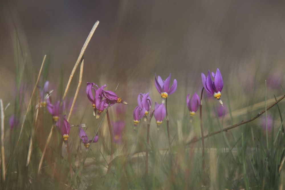 purple crocus flowers in bloom during daytime