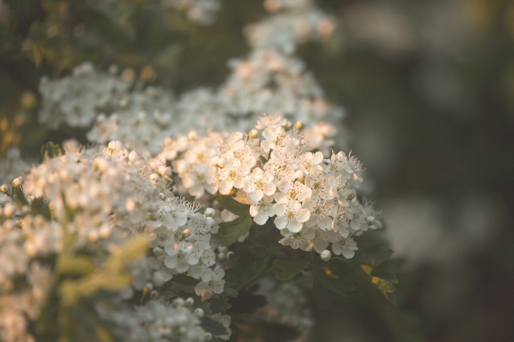 white flower in tilt shift lens