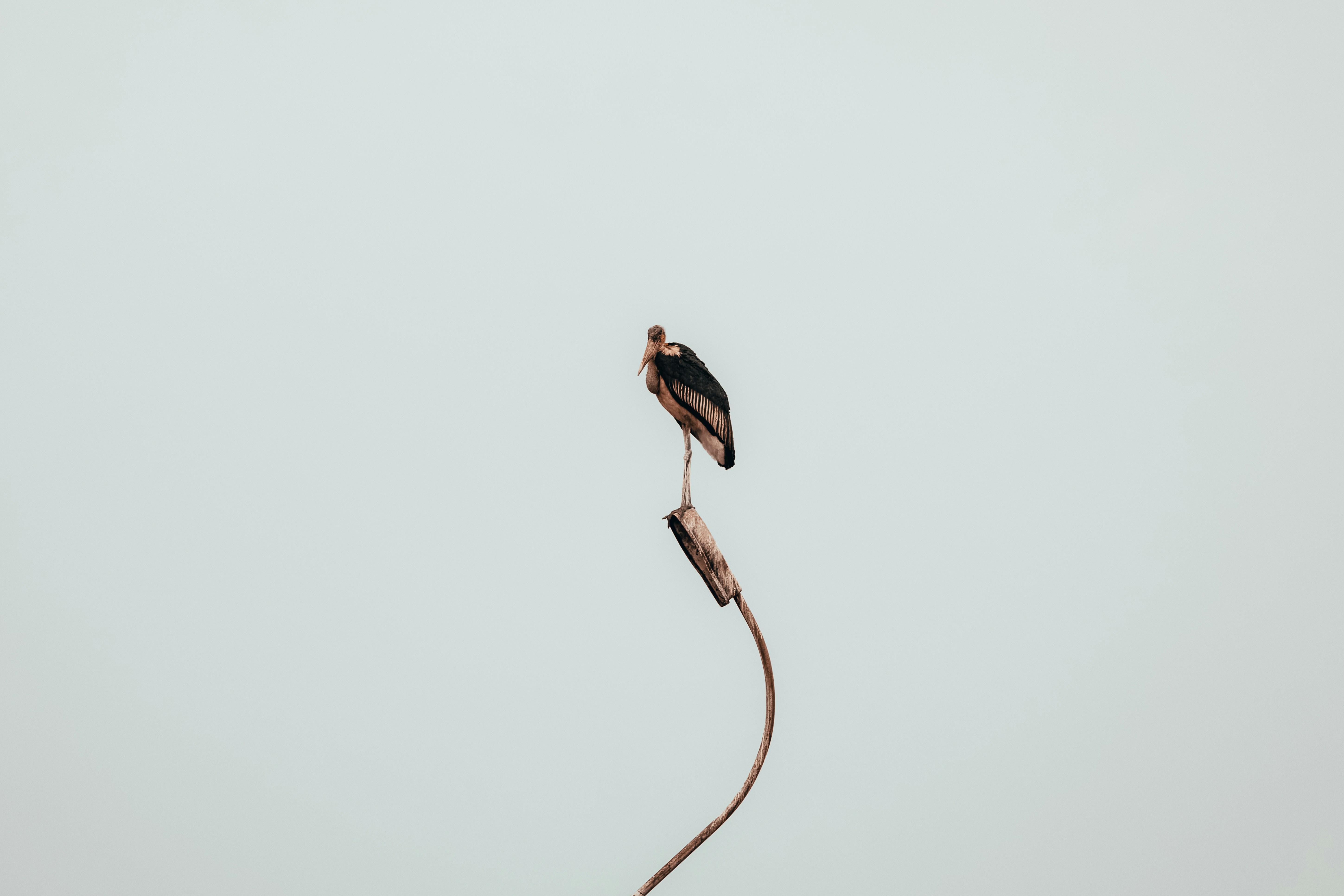 Brauner Vogel am braunen Seil