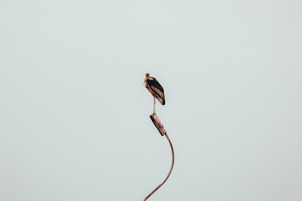 brown bird on brown rope