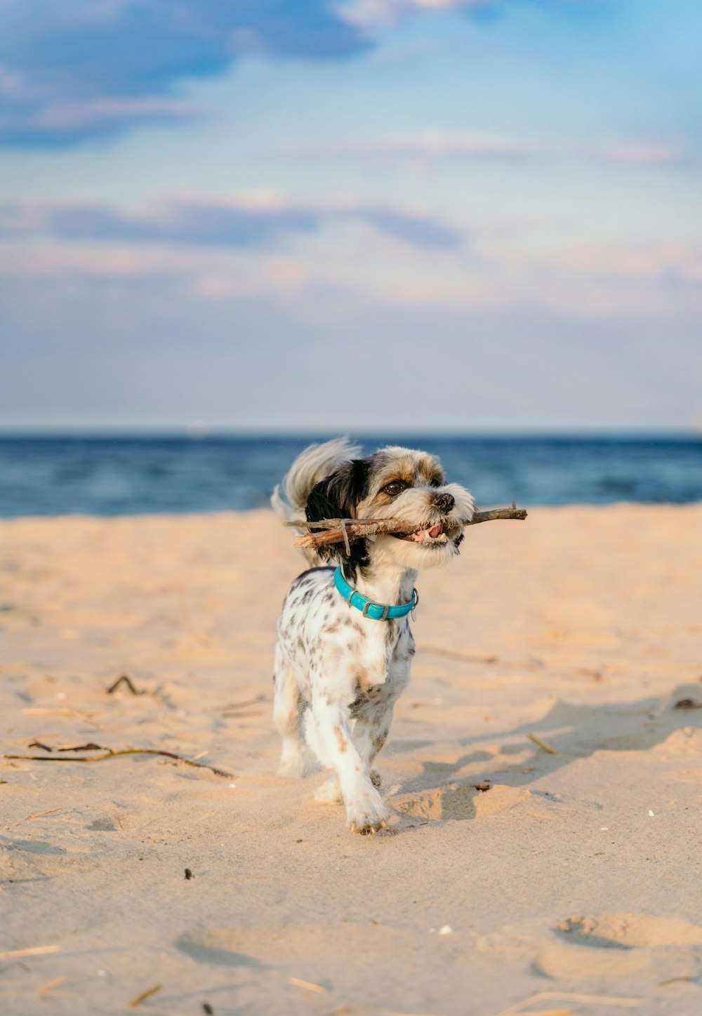 white and brown long coated dog on beach during daytime