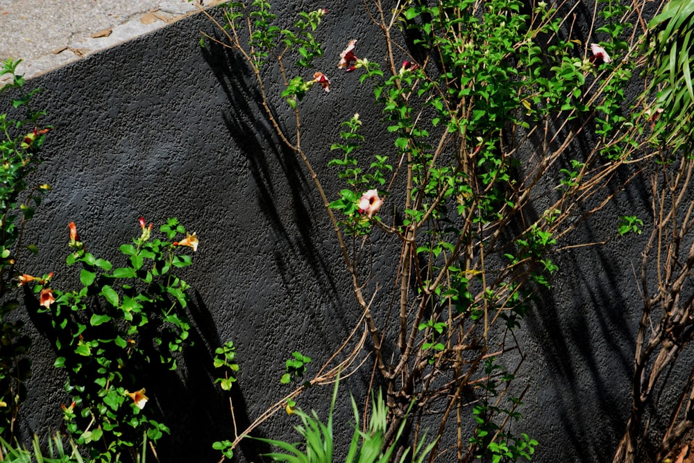 planta verde no piso de concreto cinza