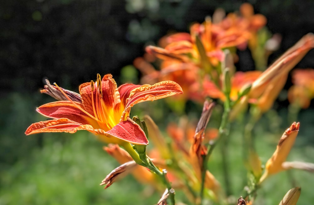 ティルトシフトレンズのオレンジ色の花