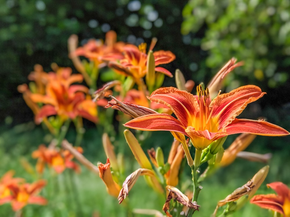 ティルトシフトレンズのオレンジ色の花