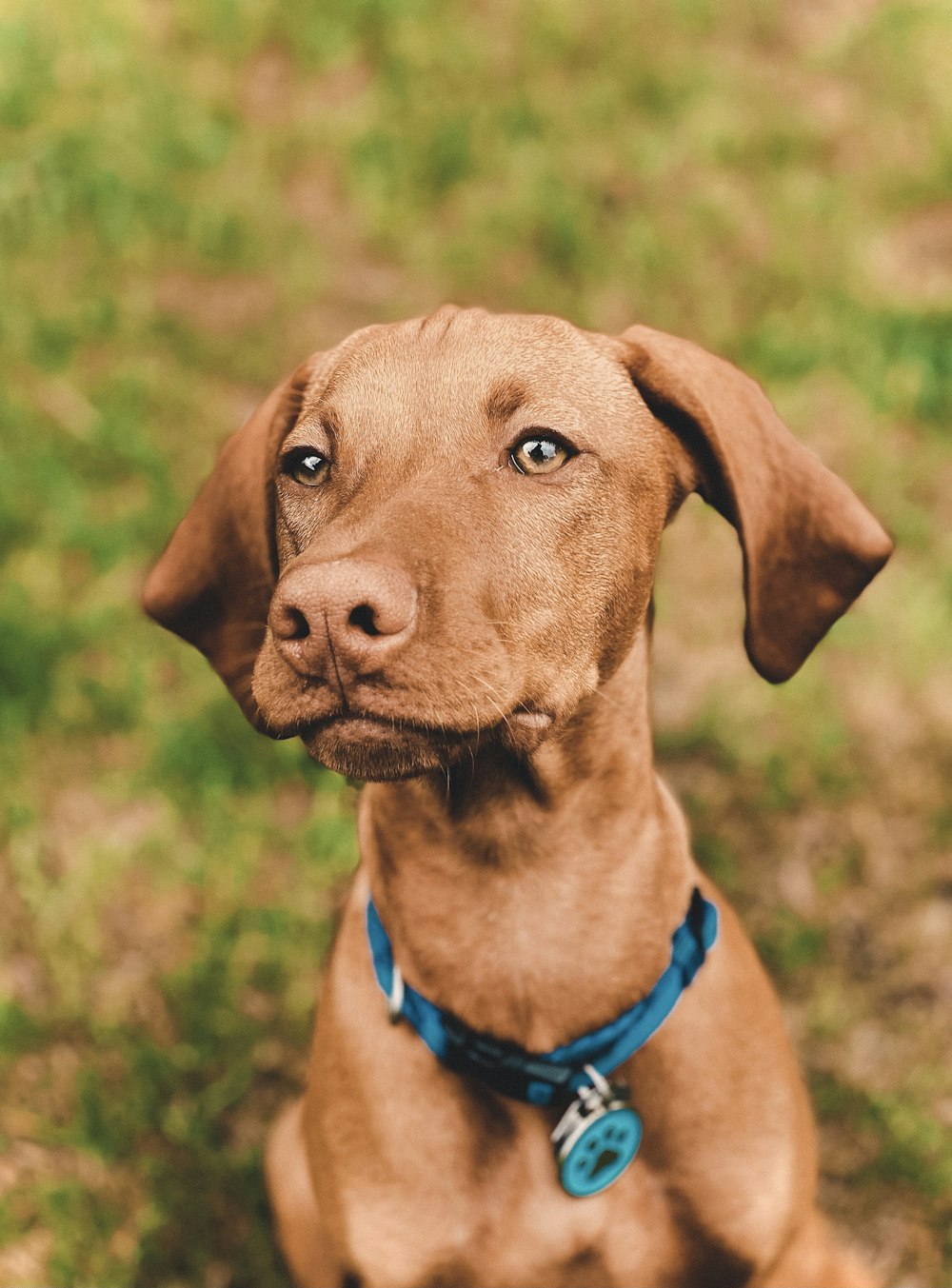 Chien brun à poil court sur un champ d’herbe verte pendant la journée