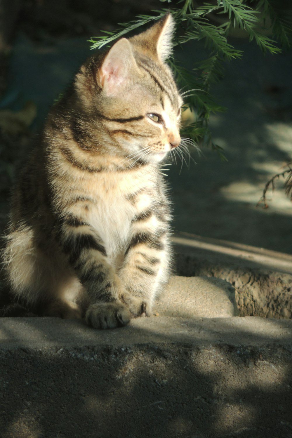 brown tabby cat on gray concrete floor