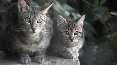 Two tabby cats with green eyes are sitting closely together on a concrete surface. The background is filled with dark green foliage, creating a contrast with the cats' fur. One cat appears older and larger, while the other is smaller, possibly a kitten.