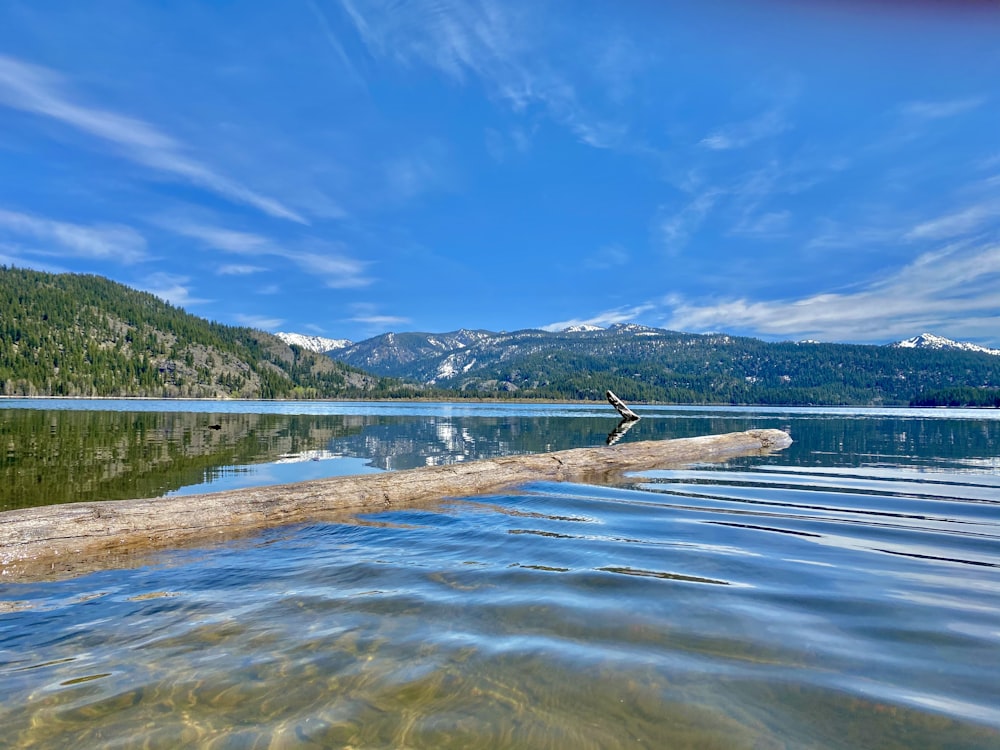 brown tree trunk on body of water during daytime