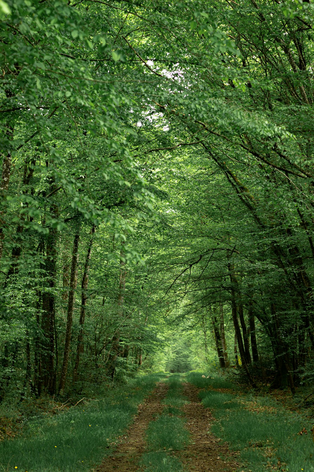 green trees on green grass field during daytime