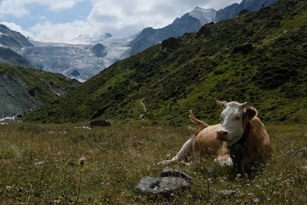 white cow on green grass field during daytime