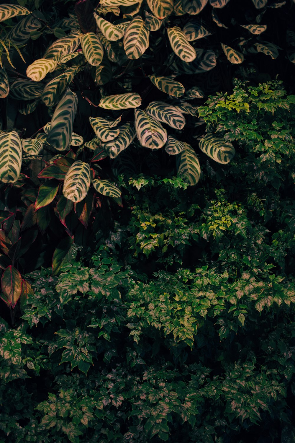 green leaves on brown soil