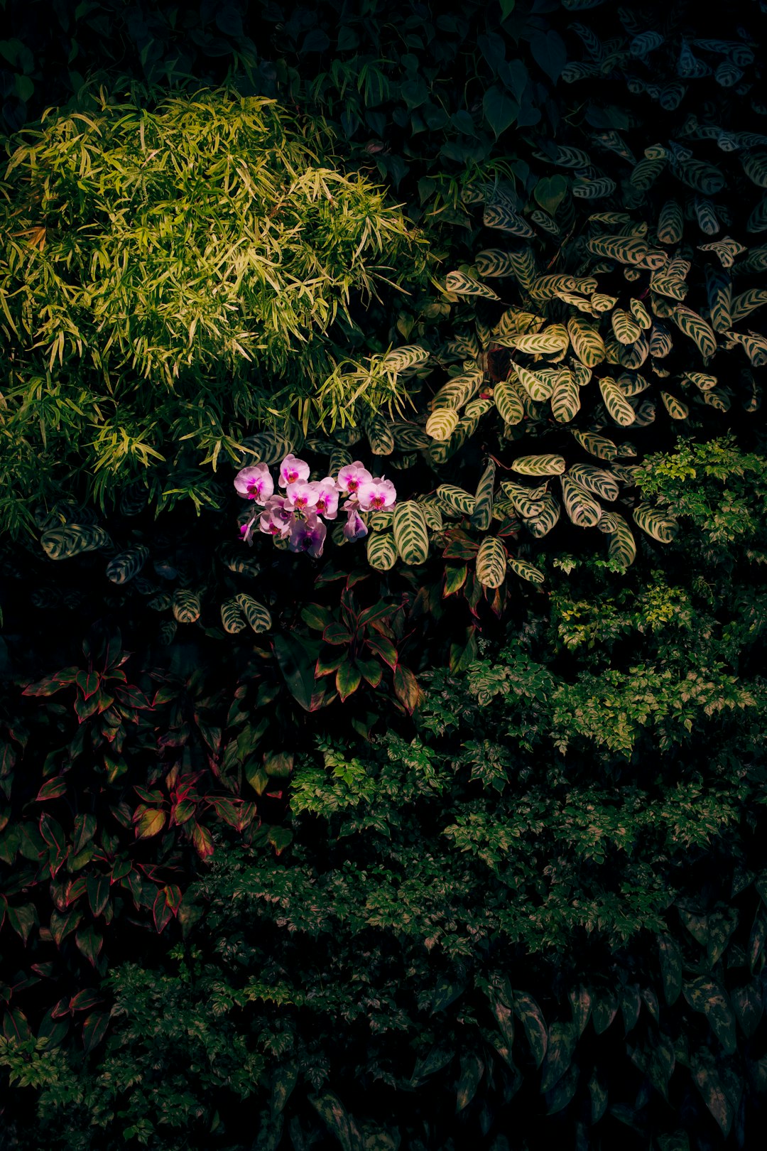 pink flowers with green leaves